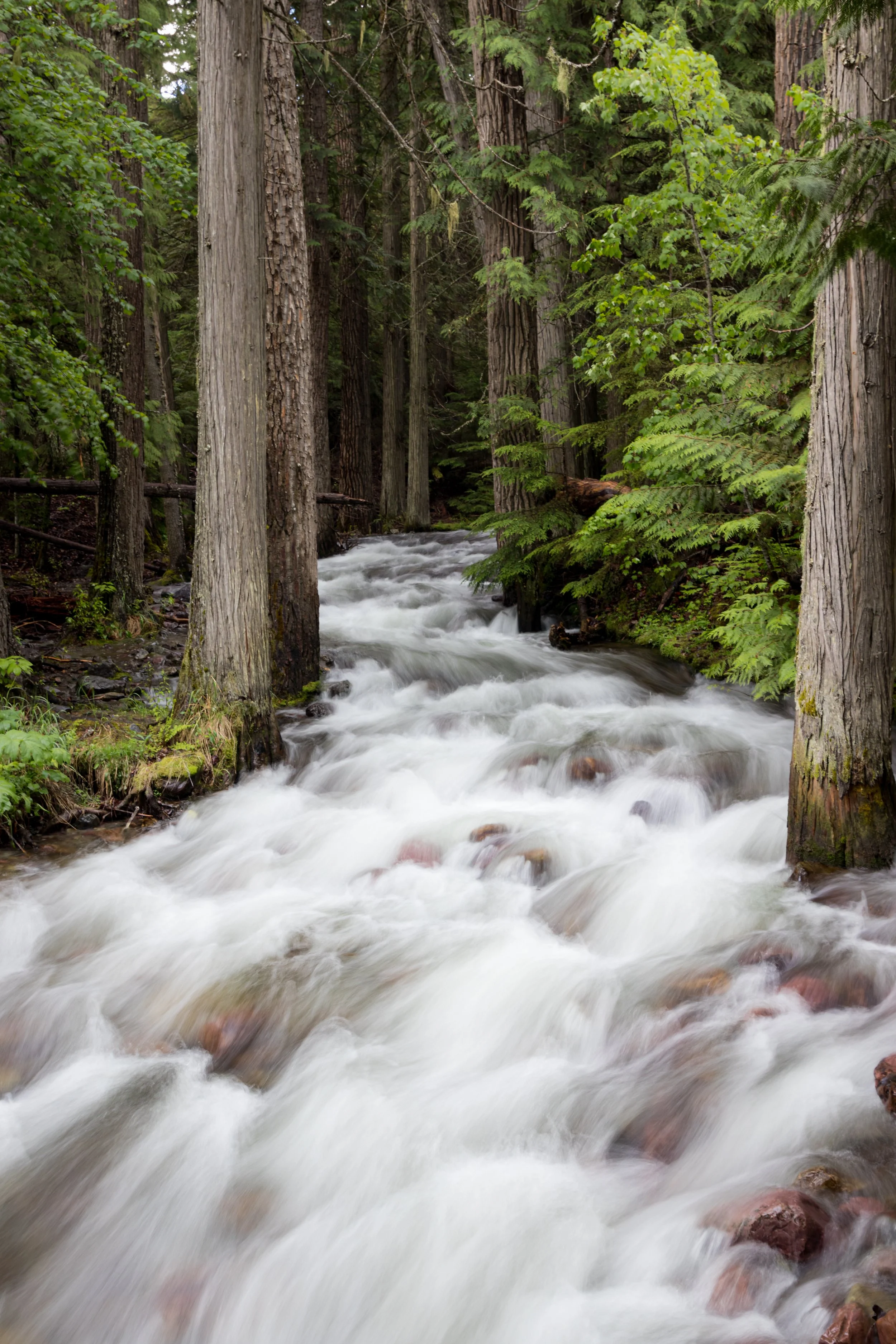 River Through the Trees | Glacier National Park, MO