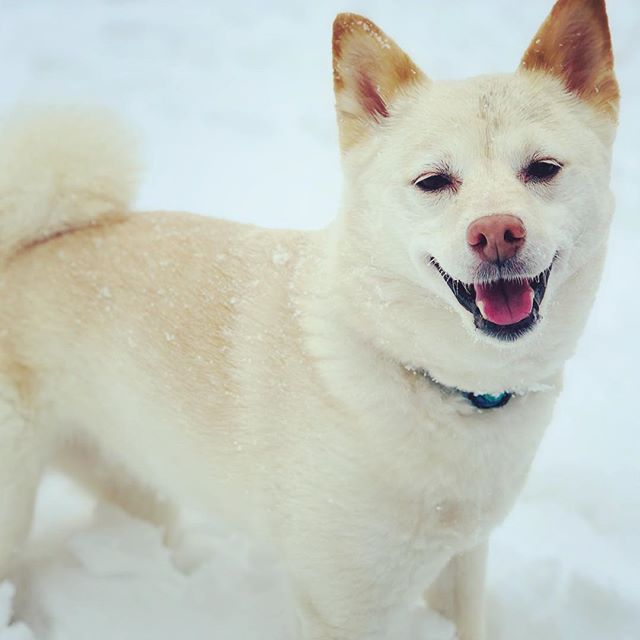 Meet &ldquo;Koni&rdquo;, our puppy for the last 12 years // #nationalpuppyday #dogsofinstagram #huskeranian #pomsky