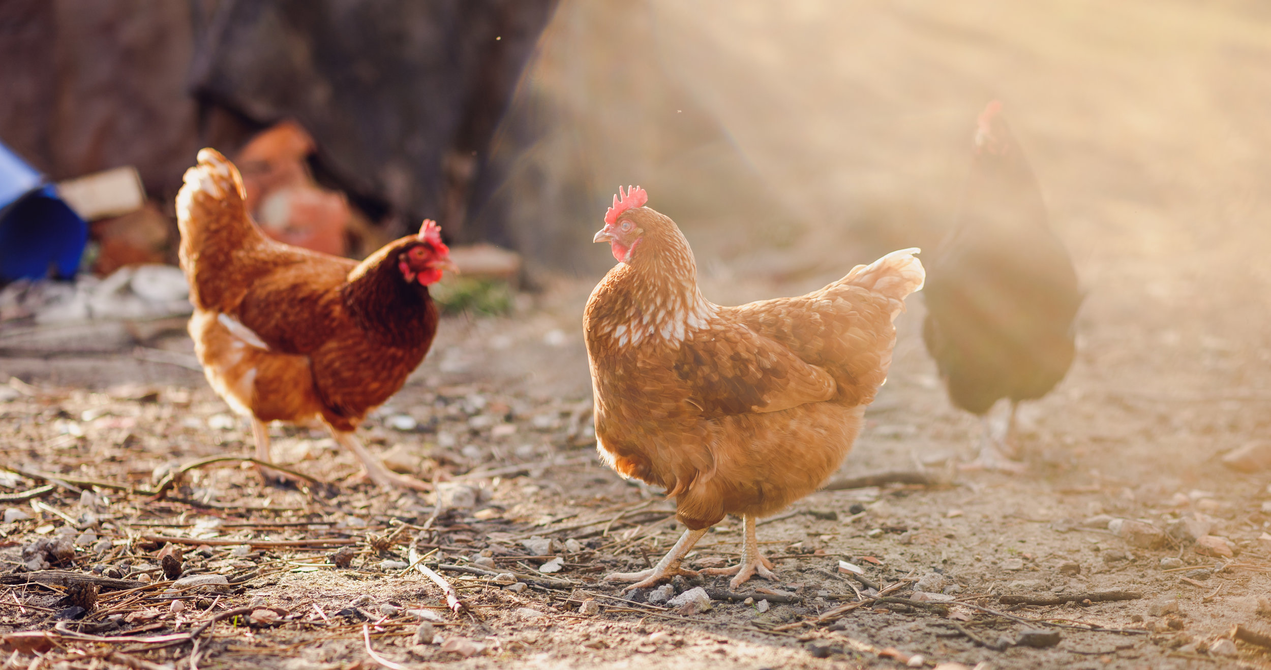 wildlife_chickens.jpeg