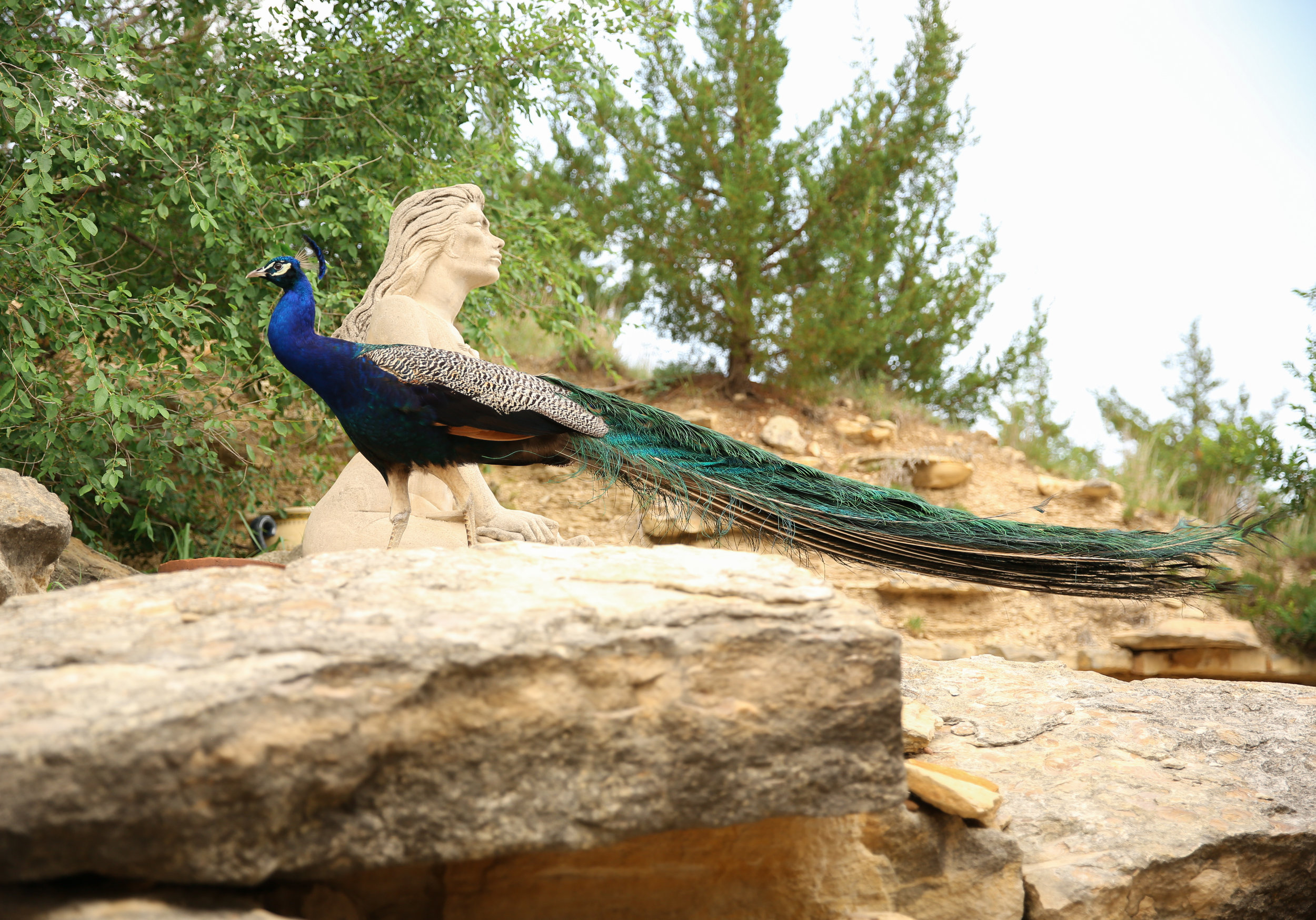 wildlife_peacock.jpg