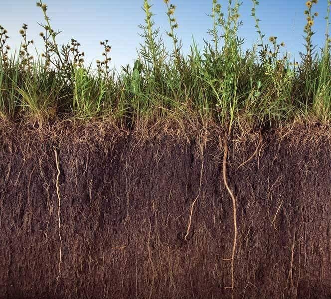 The Rhizosphere