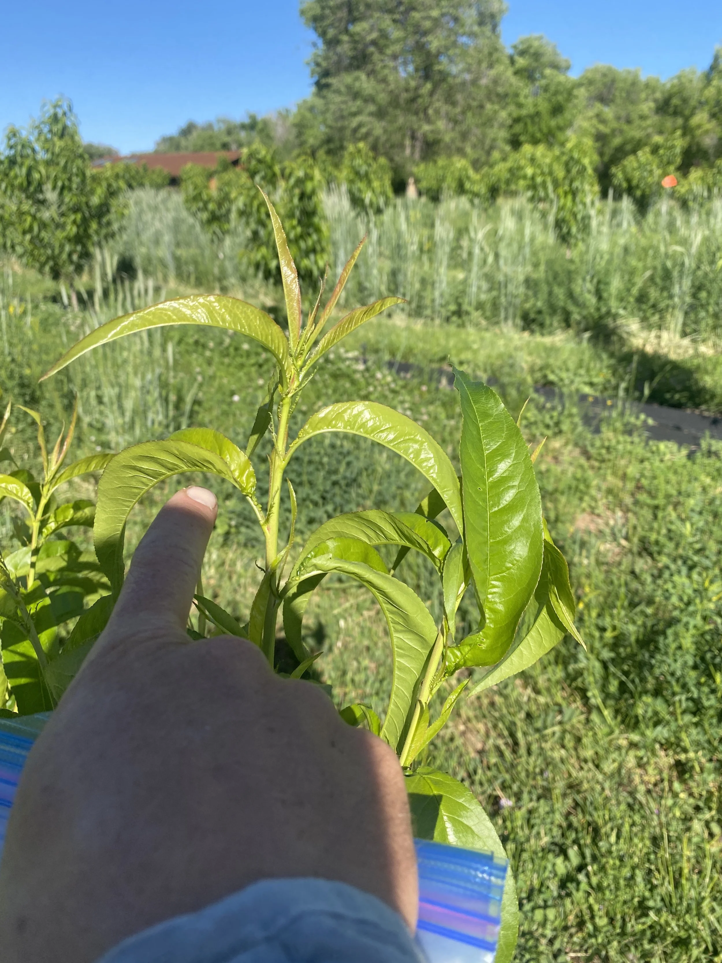 The Grower’s Guide to Plant Sap Analysis