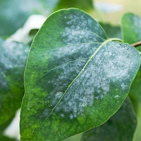 A Guide to Eliminating Powdery Mildew Organically