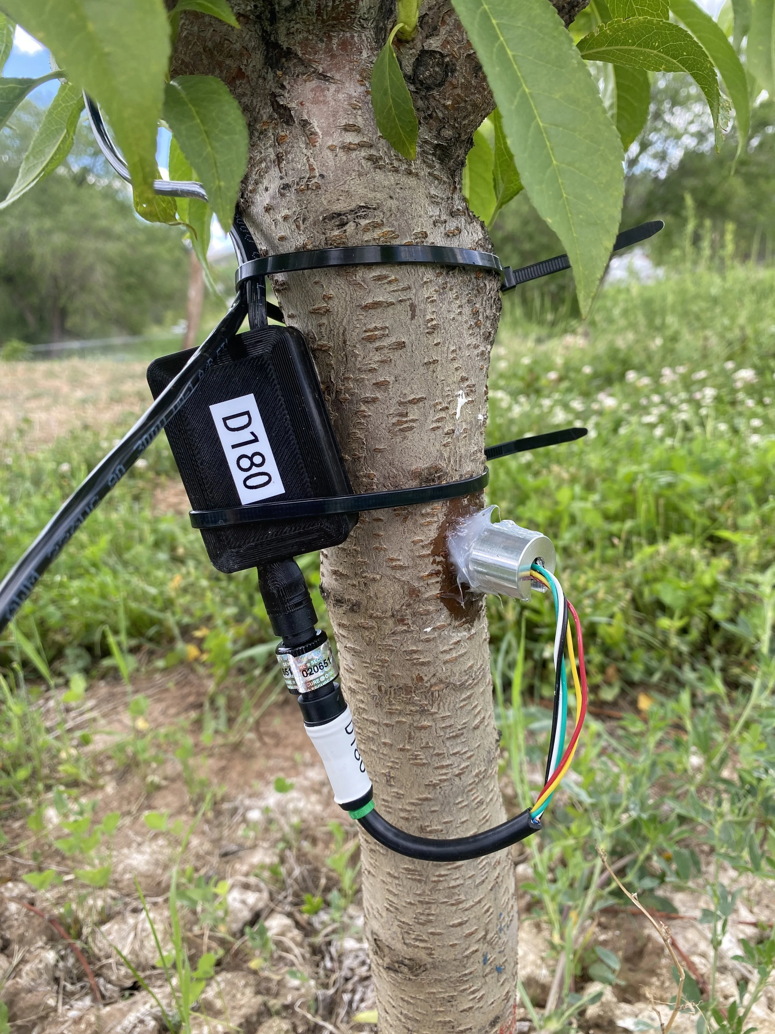 Moisture Management in Peaches