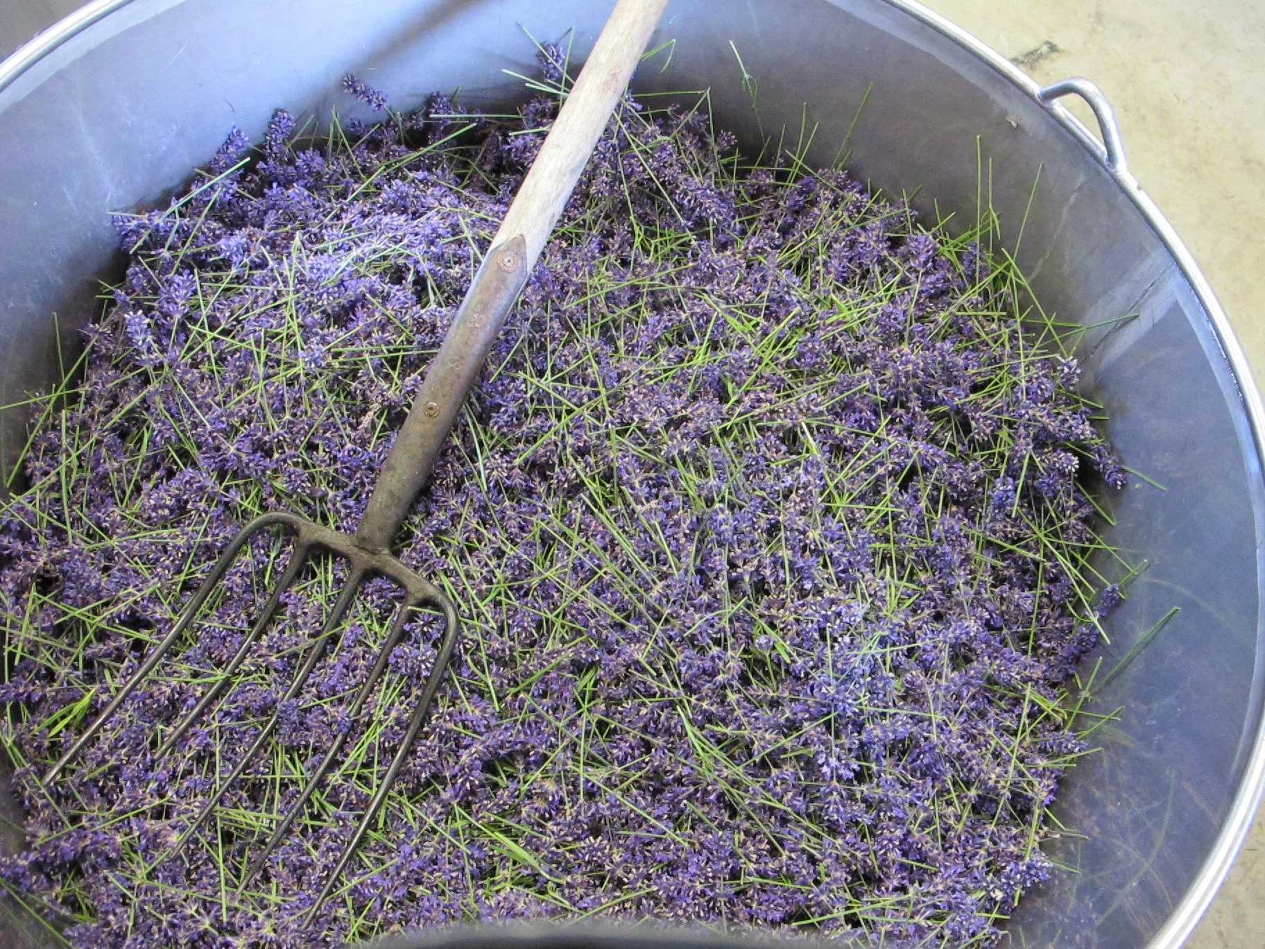 Lavender harvest 2012 042.JPG