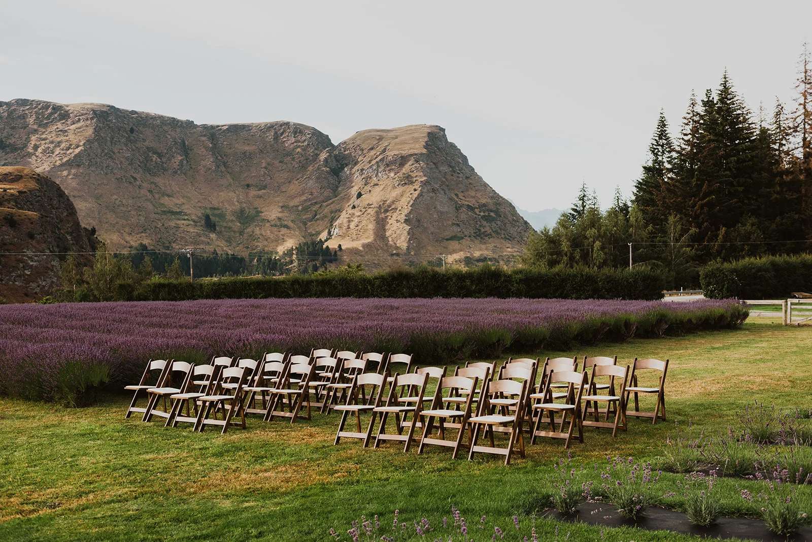 Ben Lomond Lavender 2.jpg