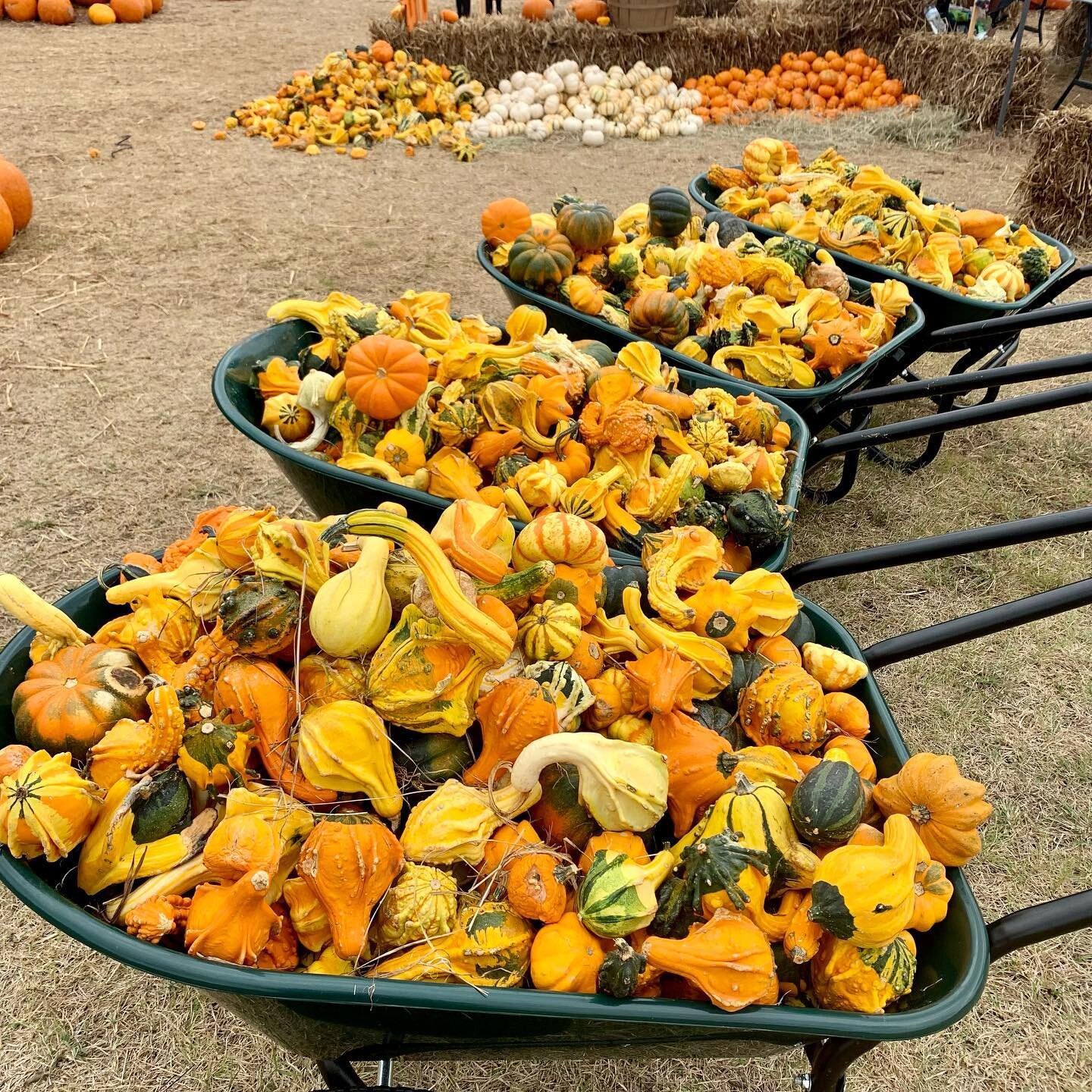 Only two weeks left! Get your pumpkin on @drippingspringspumpkinfestival! Now through October 31🎃👻🎃