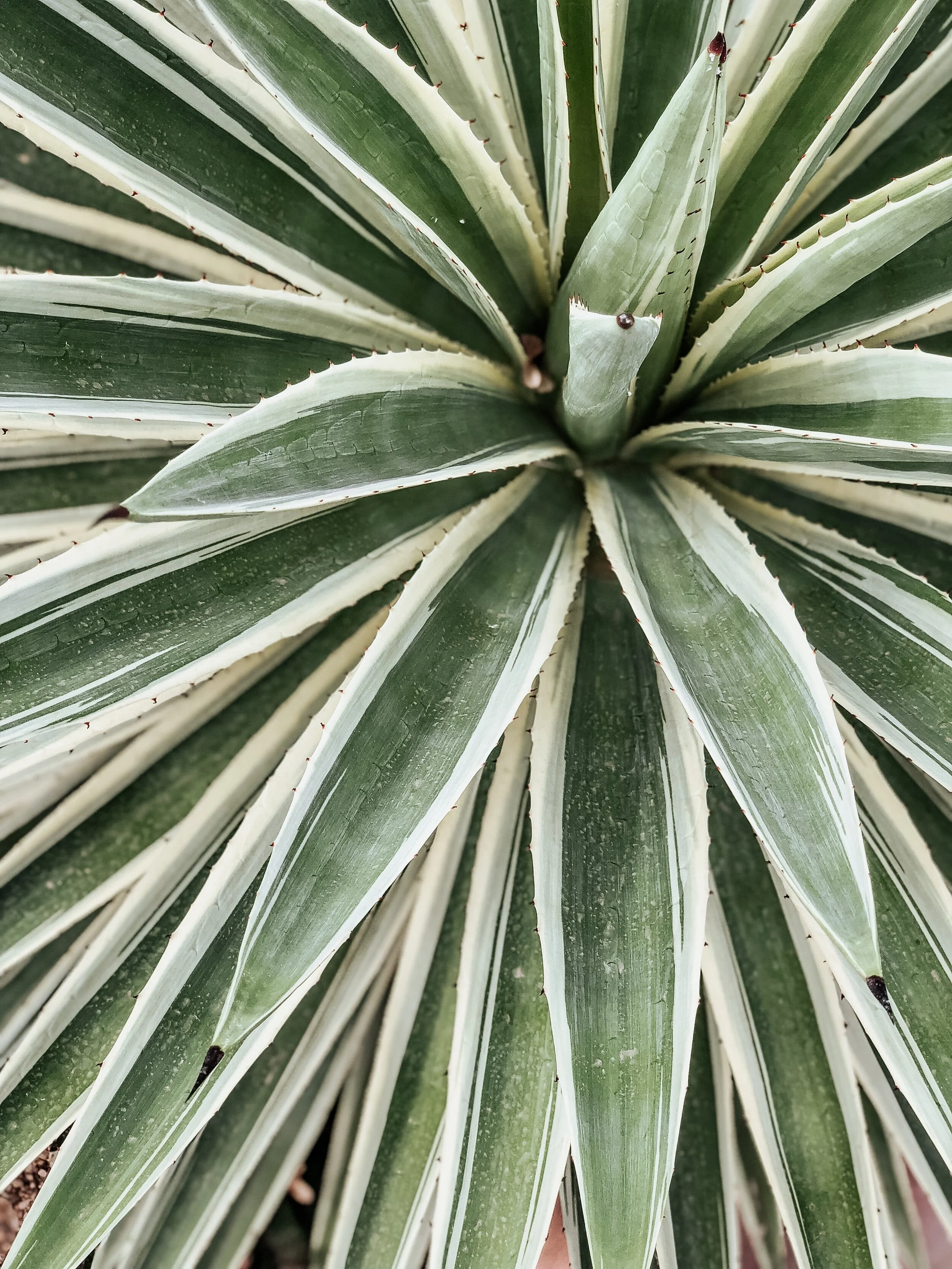 Moroccan Print Photography