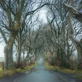 The Dark Hedges in Northern Ireland, 2019