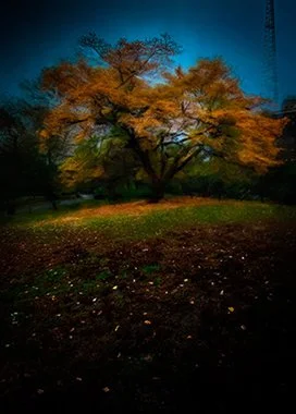 Last Day of October in Fort Greene Park, Brooklyn