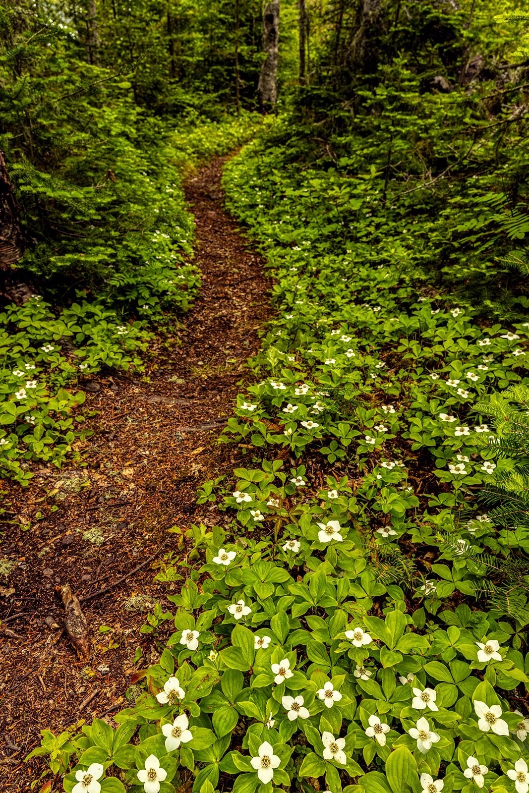 MI23-1177-0617 Raspberry Island Trail in June IRNP by Aubrieta V Hope.jpg