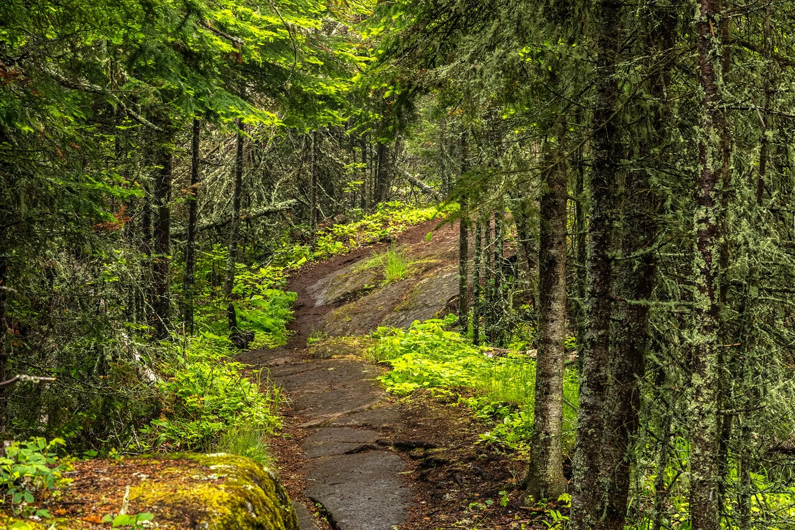 MI23-1177-0698 Stoll Memorial Trail in June IRNP by Aubrieta Hope.jpg