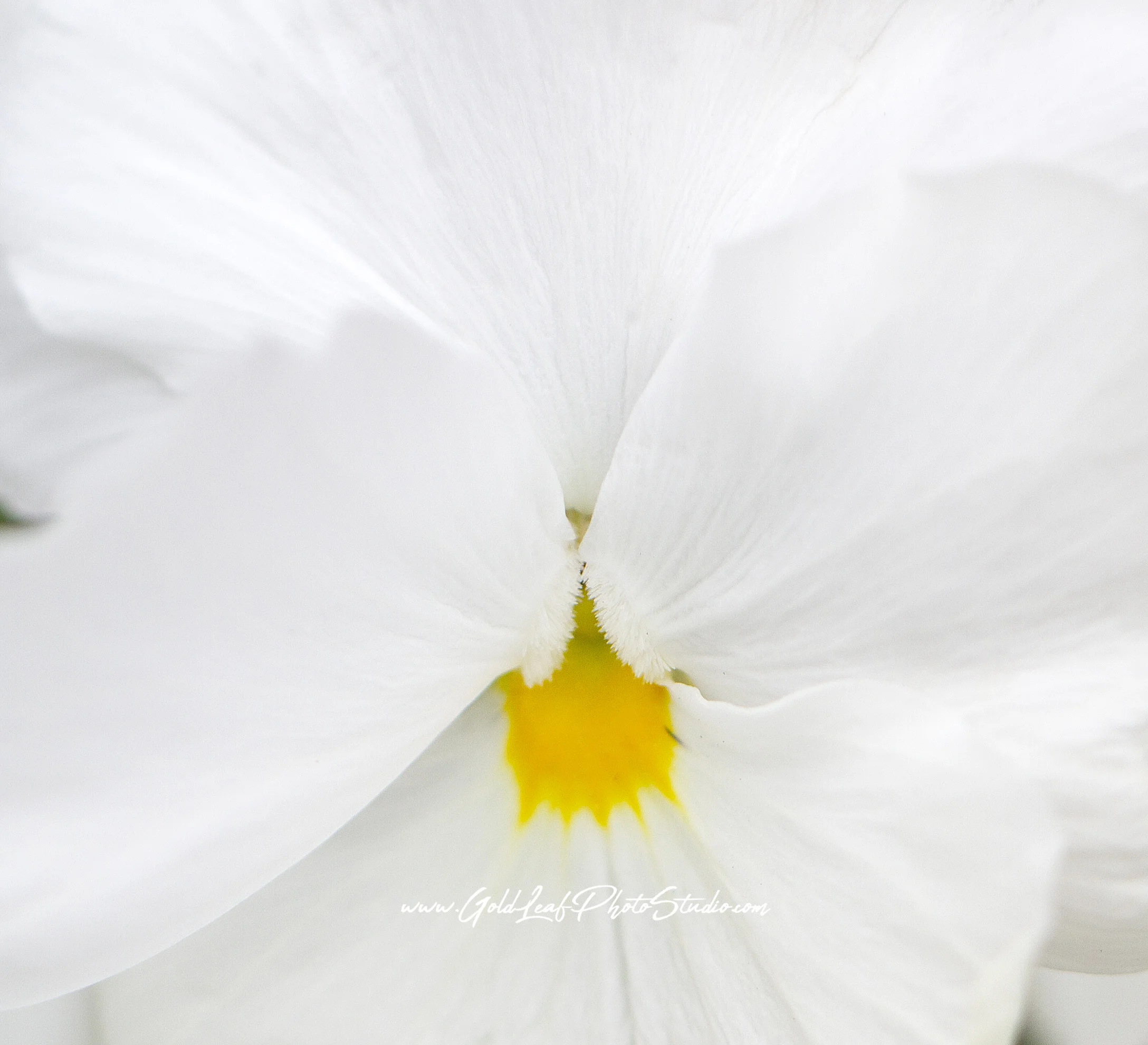 a spring flowers IMG_0015.jpg