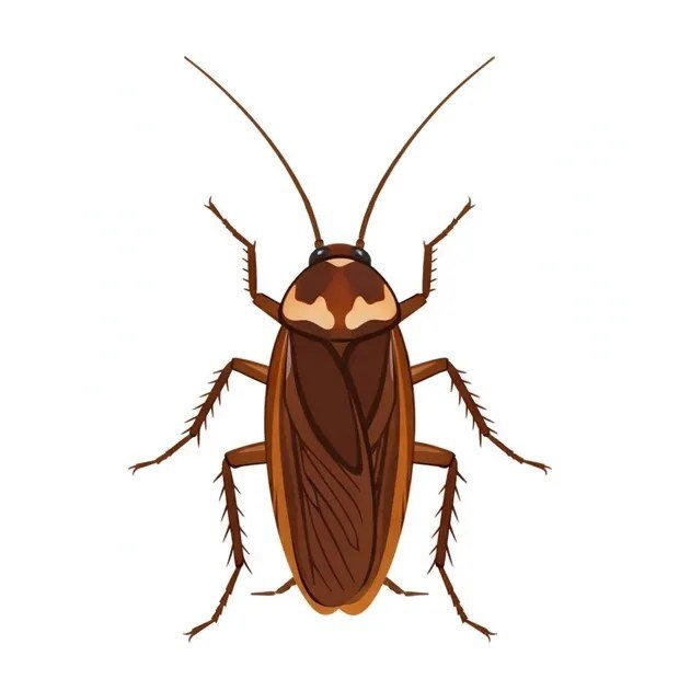 bolt-pest-roach.jpg