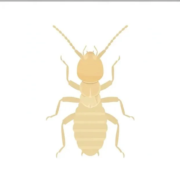 bolt-pest-termite.jpg