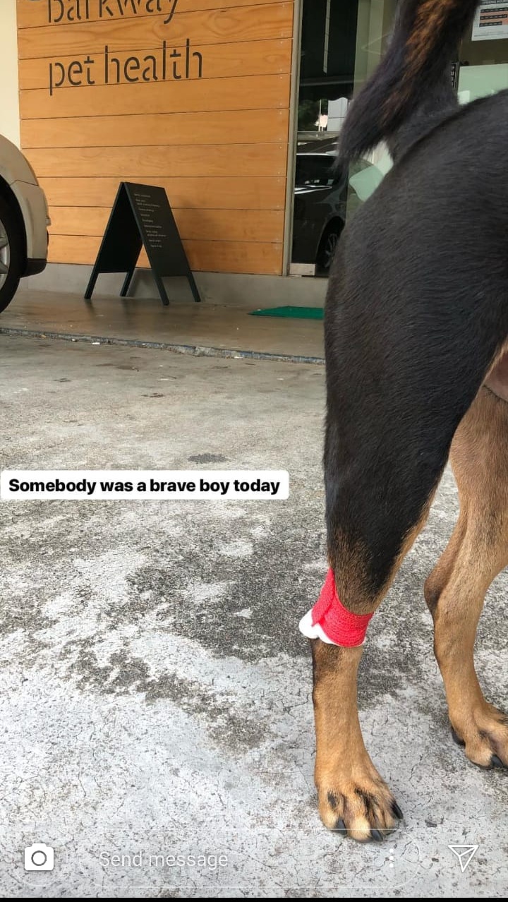 My poor darling had to go through 5 jabs in the span of 1-2 months, 4 for vaccination and booster jabs, and 1 for the blood test.