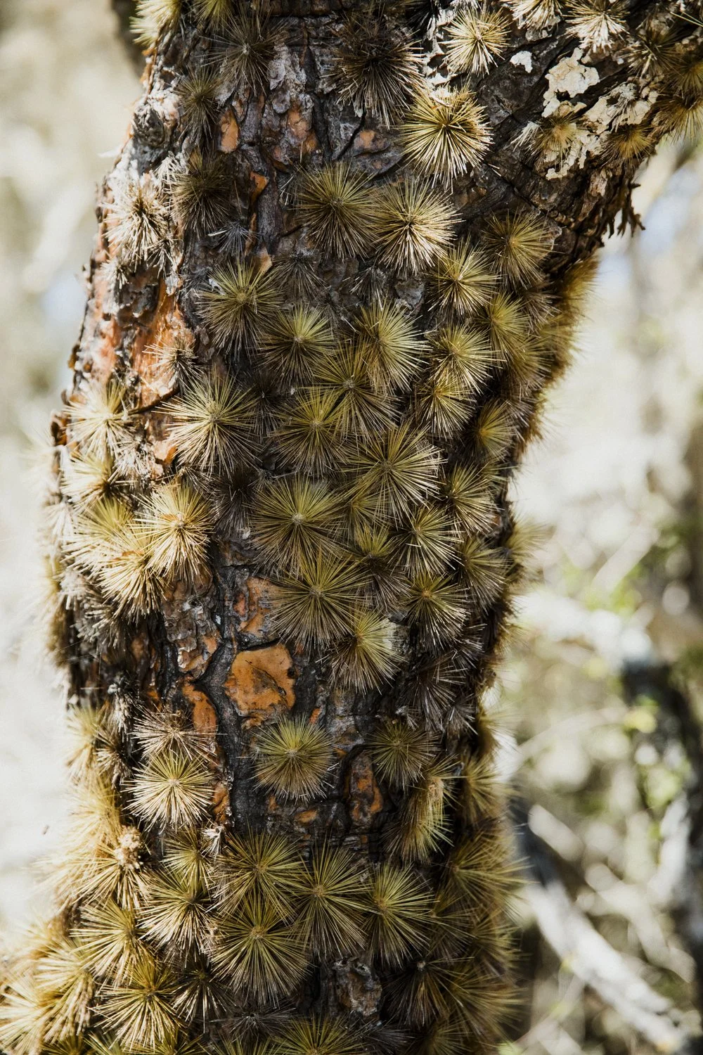 _21A8706.jpg