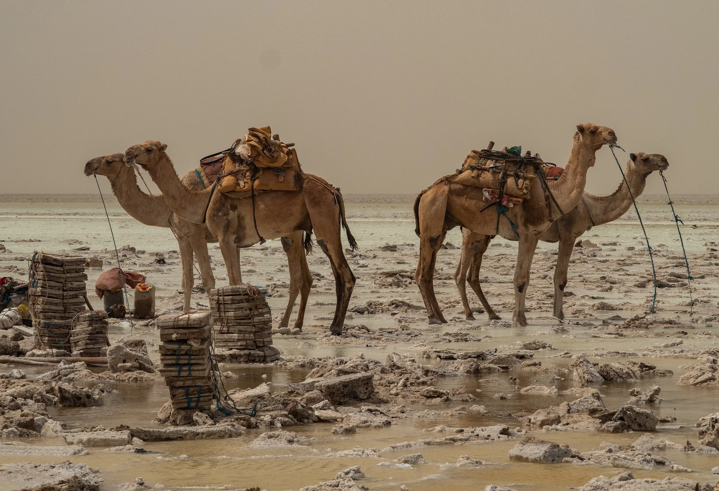 Camels in the Danakil Depression by Lesly Derksen