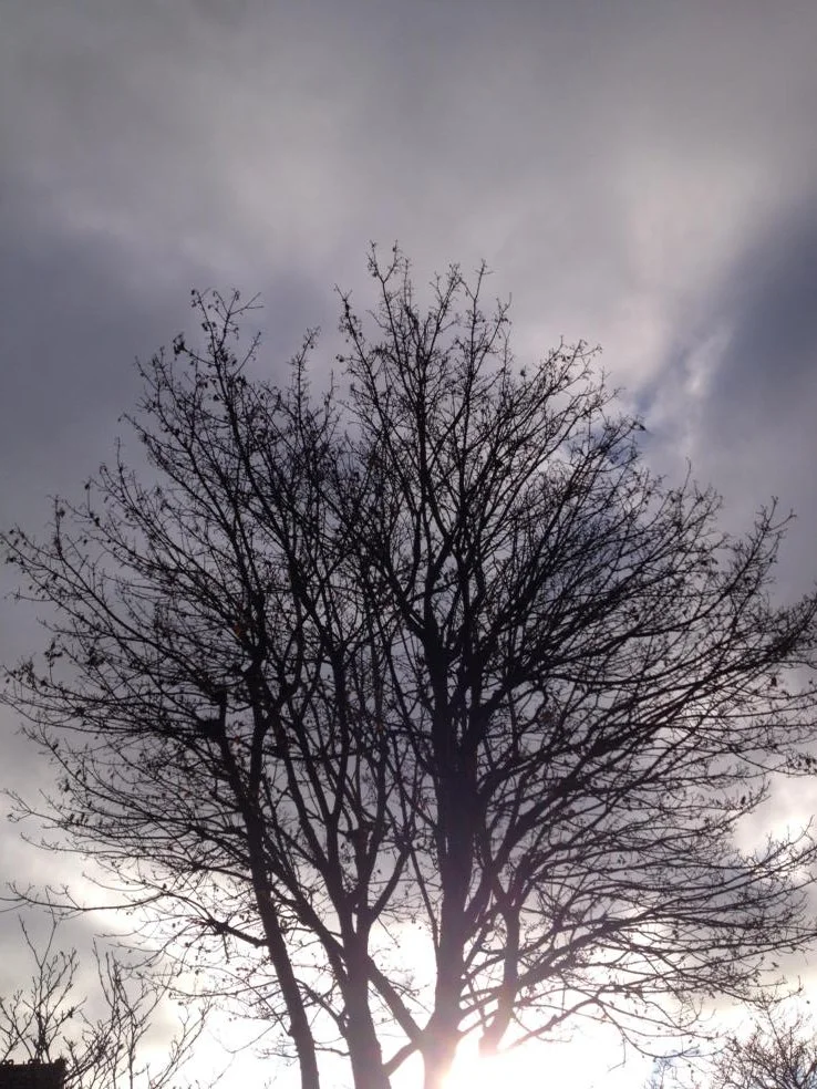 Yuletide Felicitations 