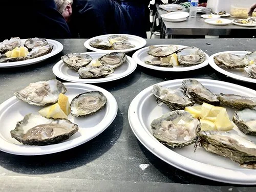 Oyster Catching