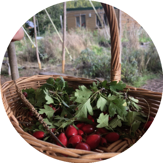 Foraging For Herbal Medicine — Healing Weeds