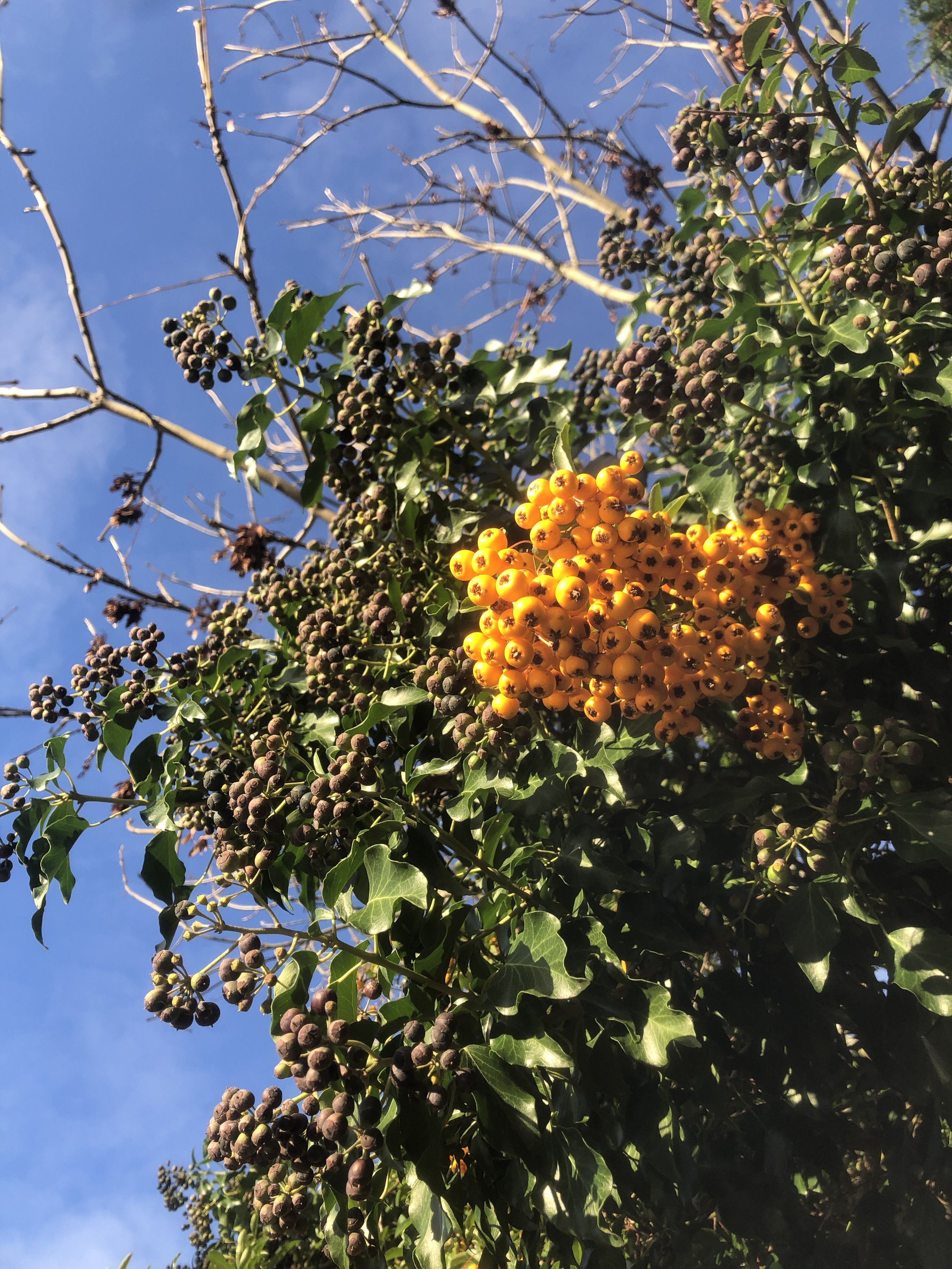 Active Recovery : Foraging Walk + Wild Tea [regular sessions] 