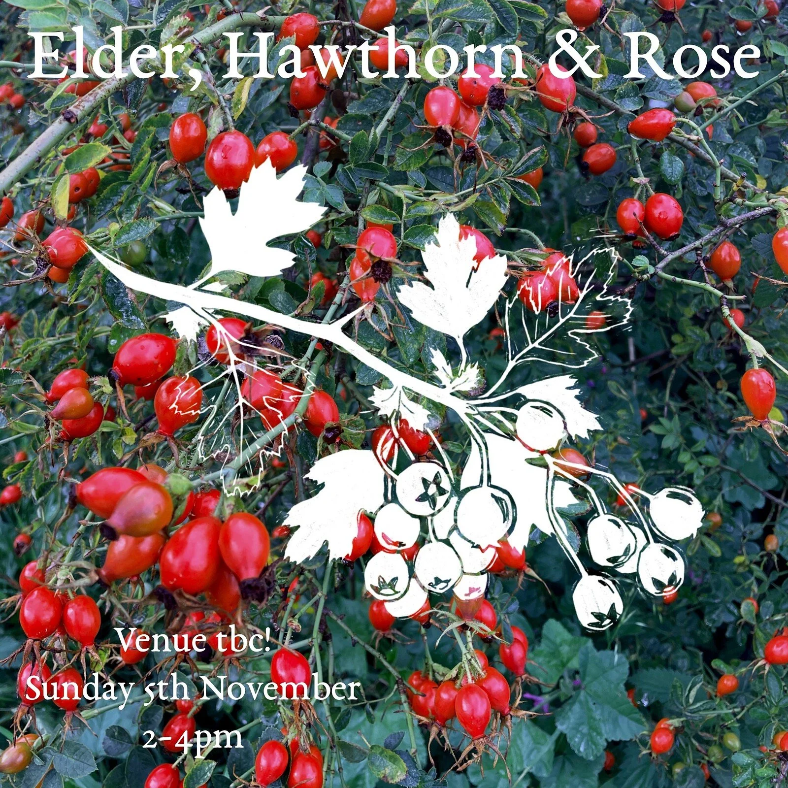 Creative Foraging: Elder, Hawthorn & Rose