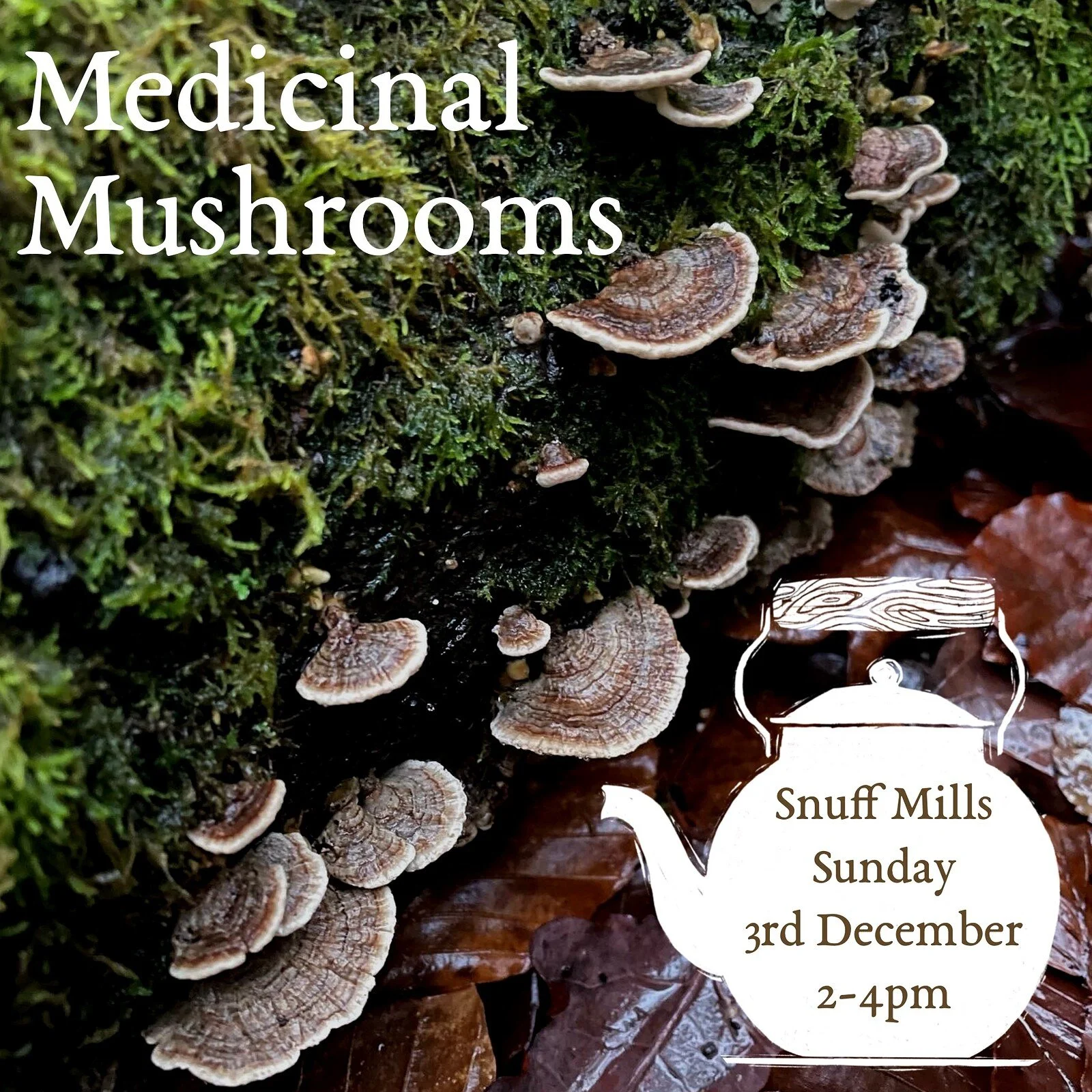 Creative Foraging: Medicinal Mushrooms & Drawing