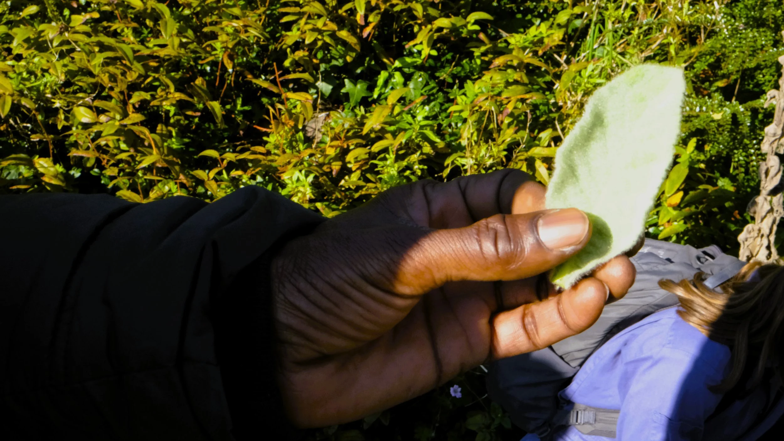 ARA Recovery For All : foraging session