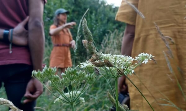 Bristol Walk Fest 2025 : Wild Edible Plants of Netham Park