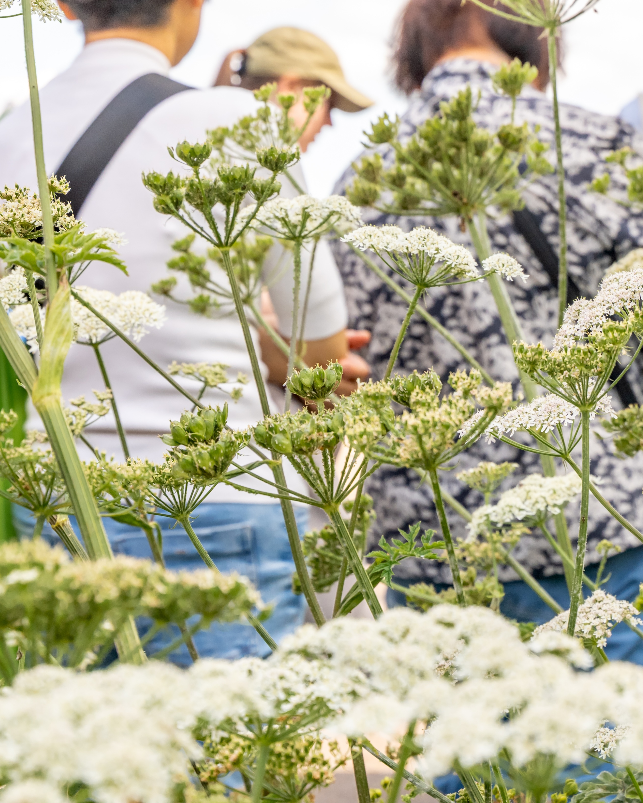 Wild Plants of St George’s Park, Weds 27th May : 6pm - 7.30pm