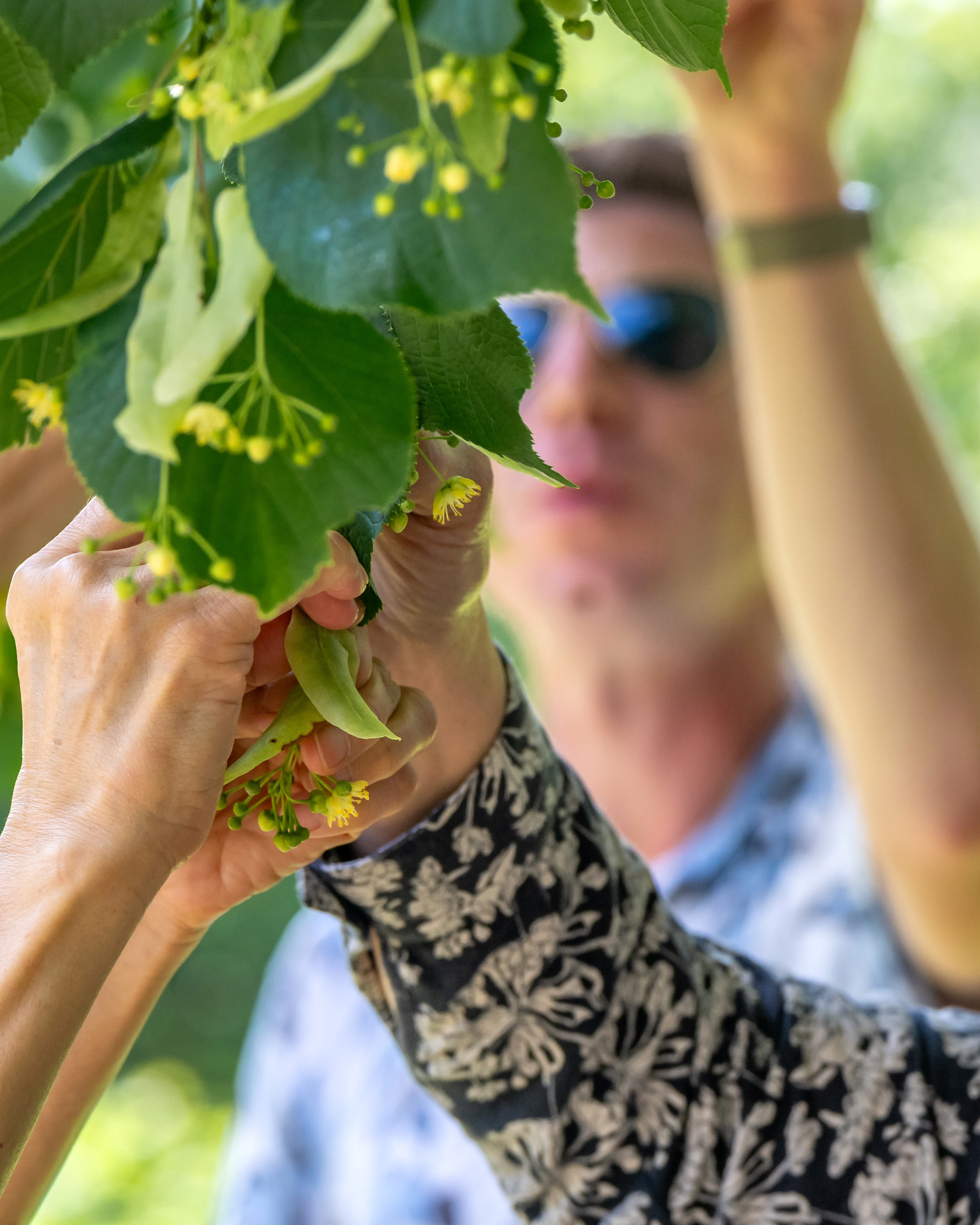 Wild Plants of Netham Park, Sun 3rd May : 2pm - 3.30pm