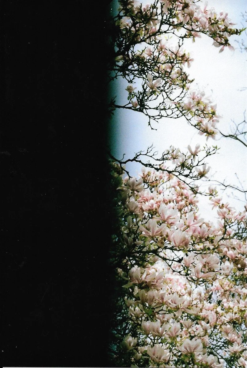 And isn’t anyone worried about the cherry blossoms? 