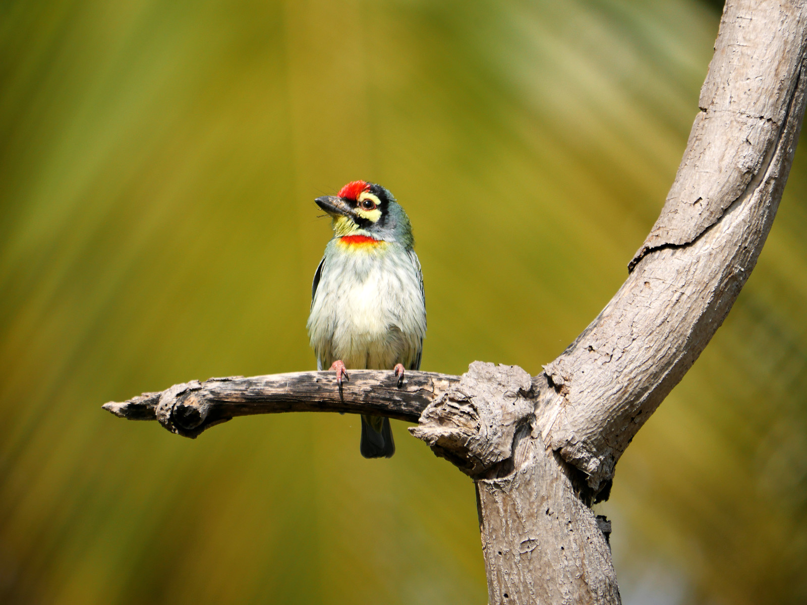 Coppersmith Barbet (Copy) (Copy) (Copy)