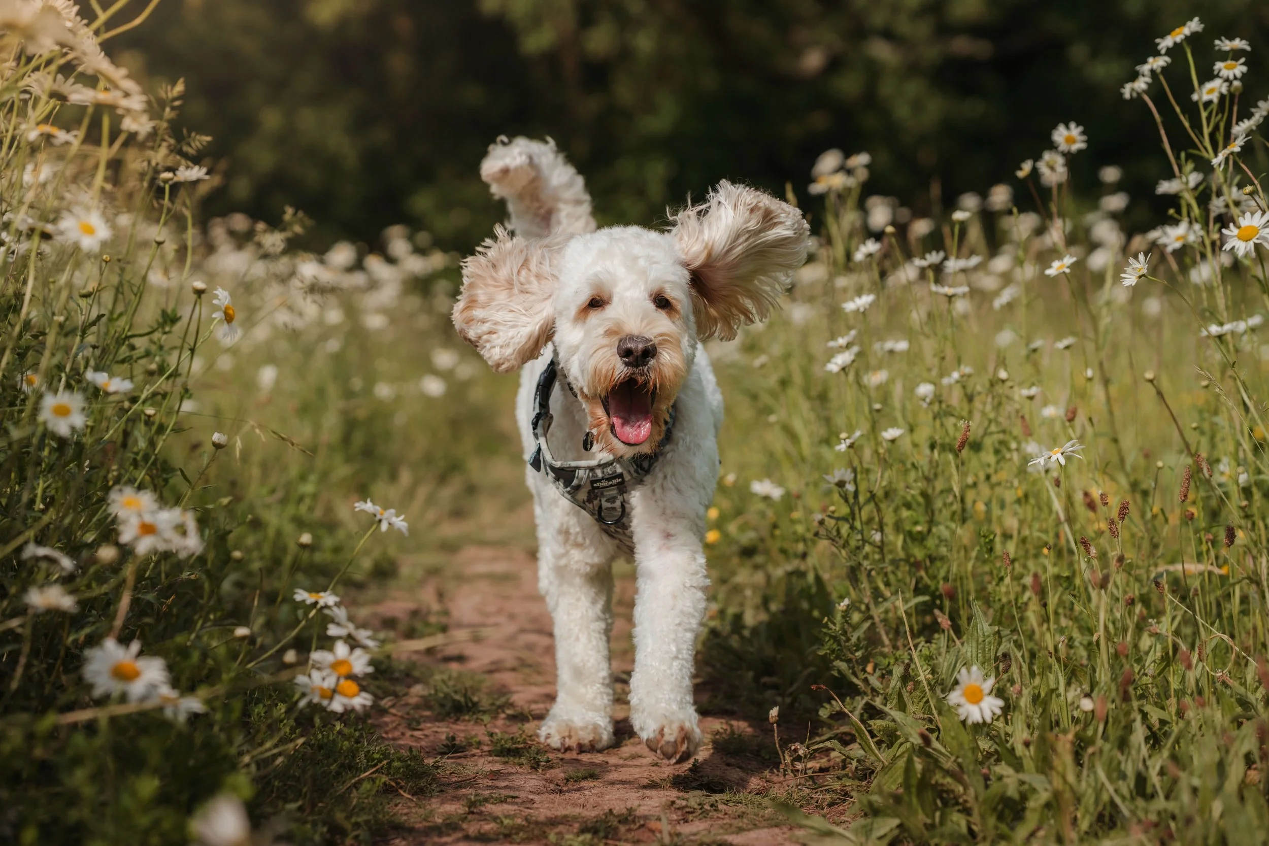 A happy dog running through a trail surrounded by daisies in a field.