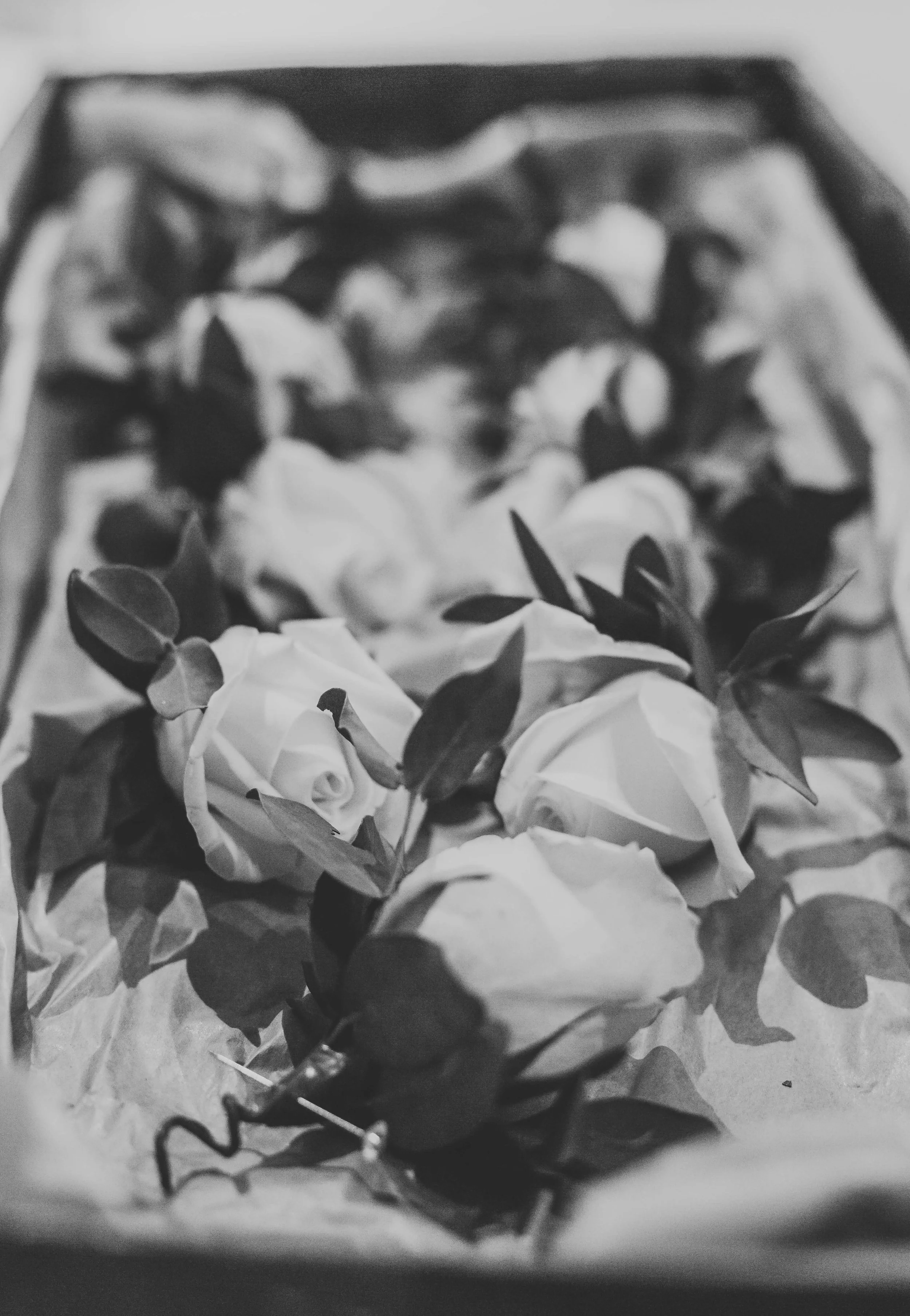 Black and white photo of a box filled with white roses and greenery, arranged for gifting or decoration.