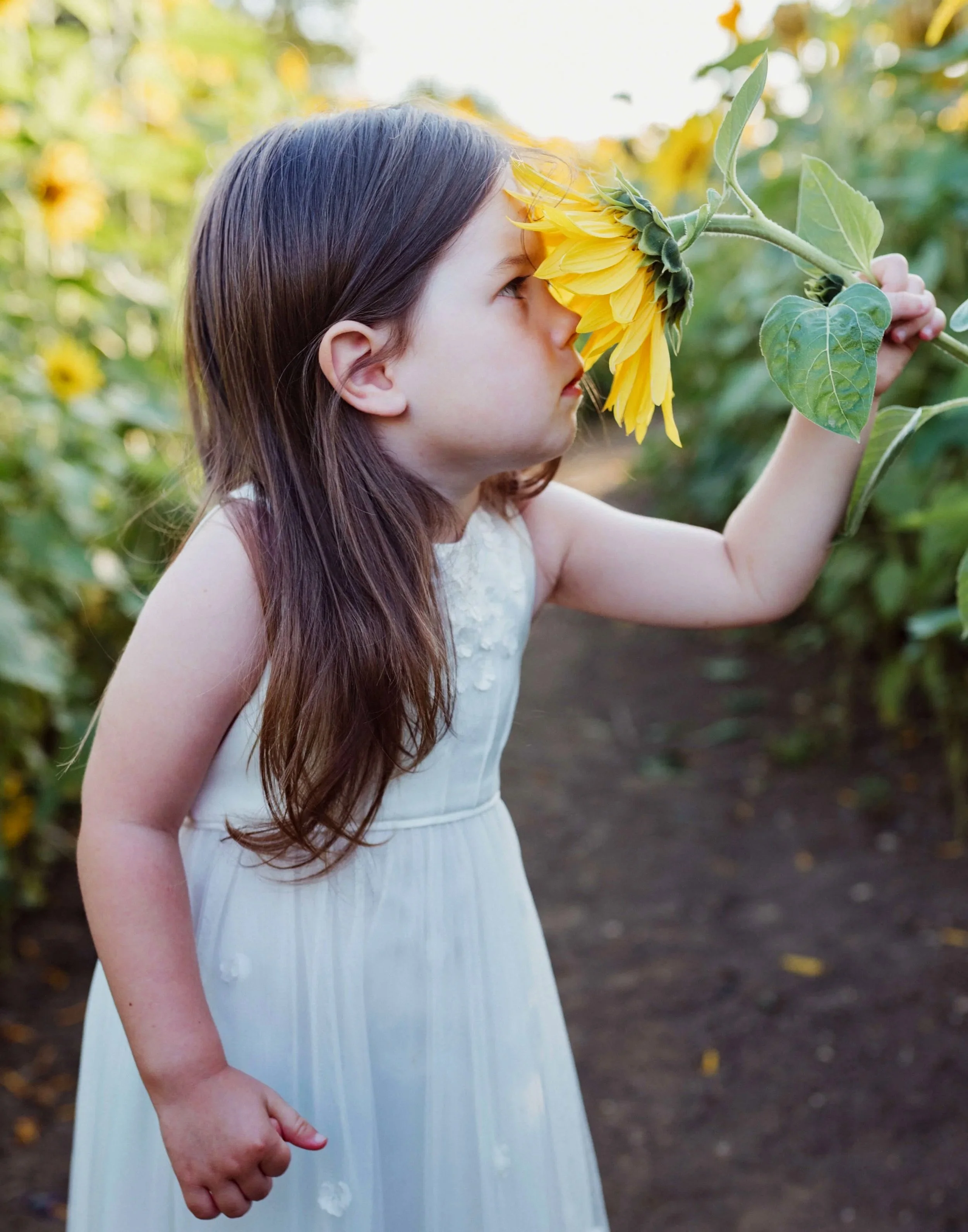 A young girl in a white dress smelling a sunflower in a sunflower field with other sunflowers in the background.