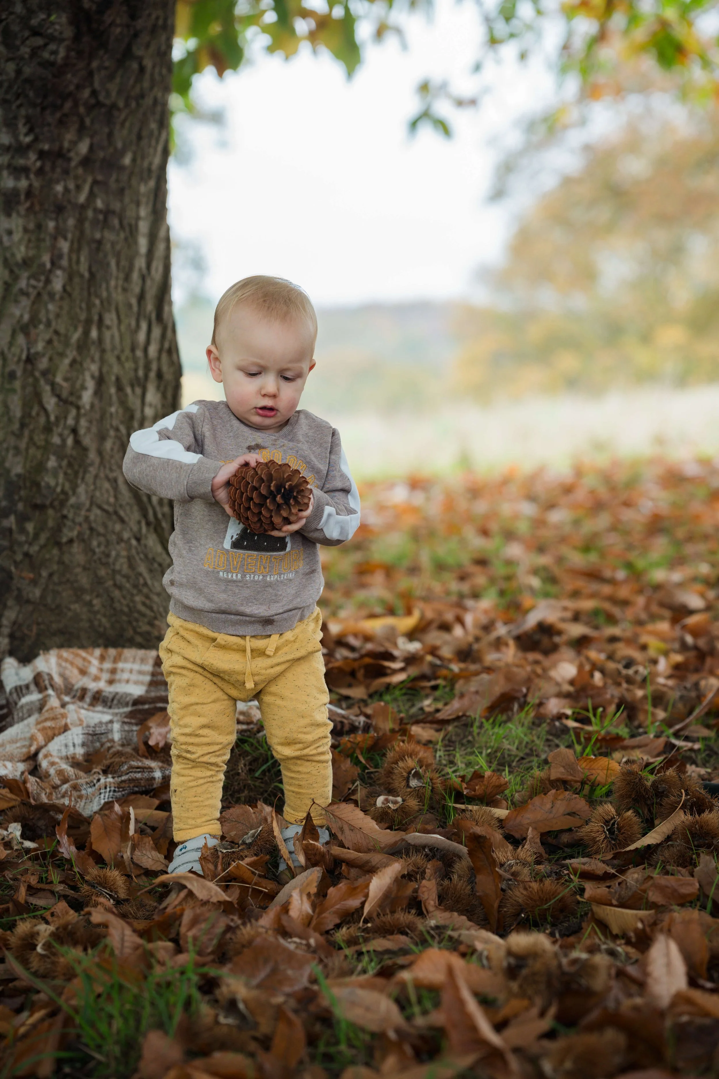 A young child standing under a tree, holding a large pine cone, surrounded by fallen autumn leaves.