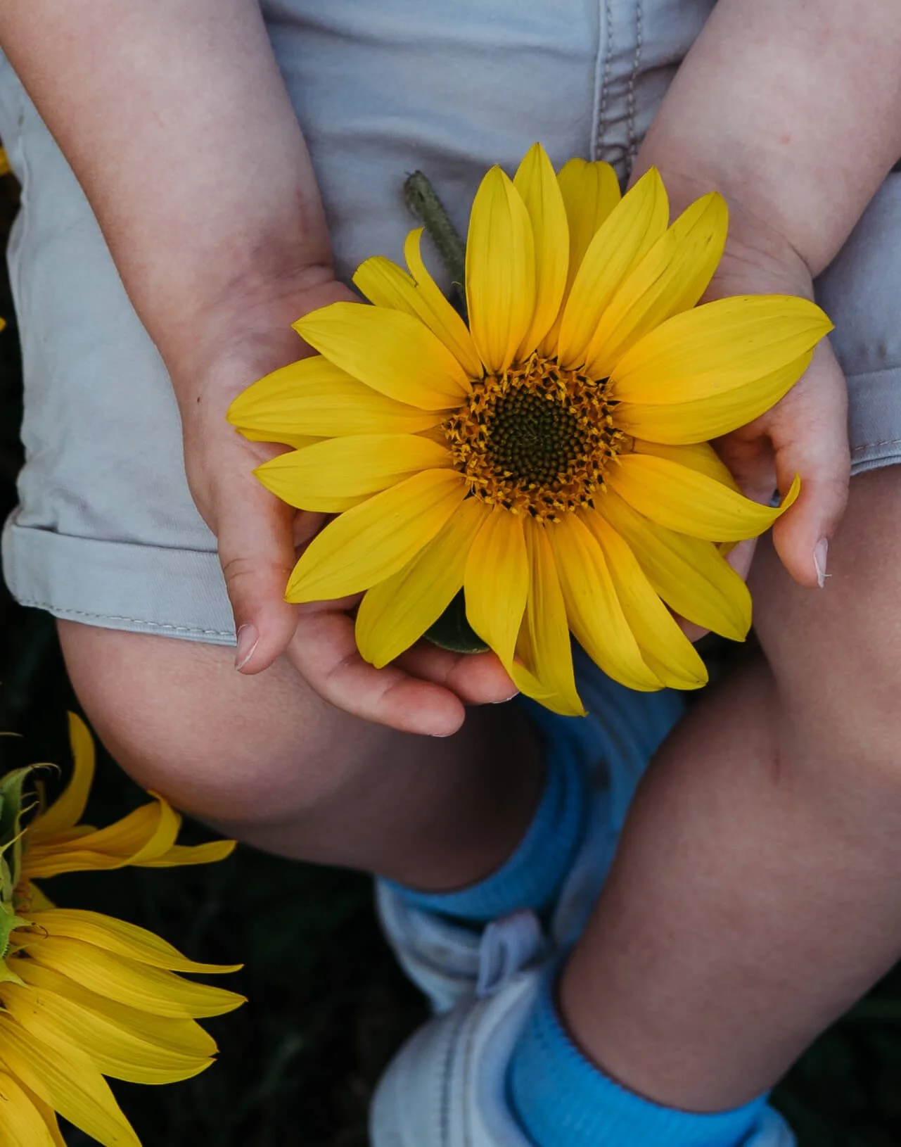 A person wearing shorts and blue socks holding a large yellow sunflower.