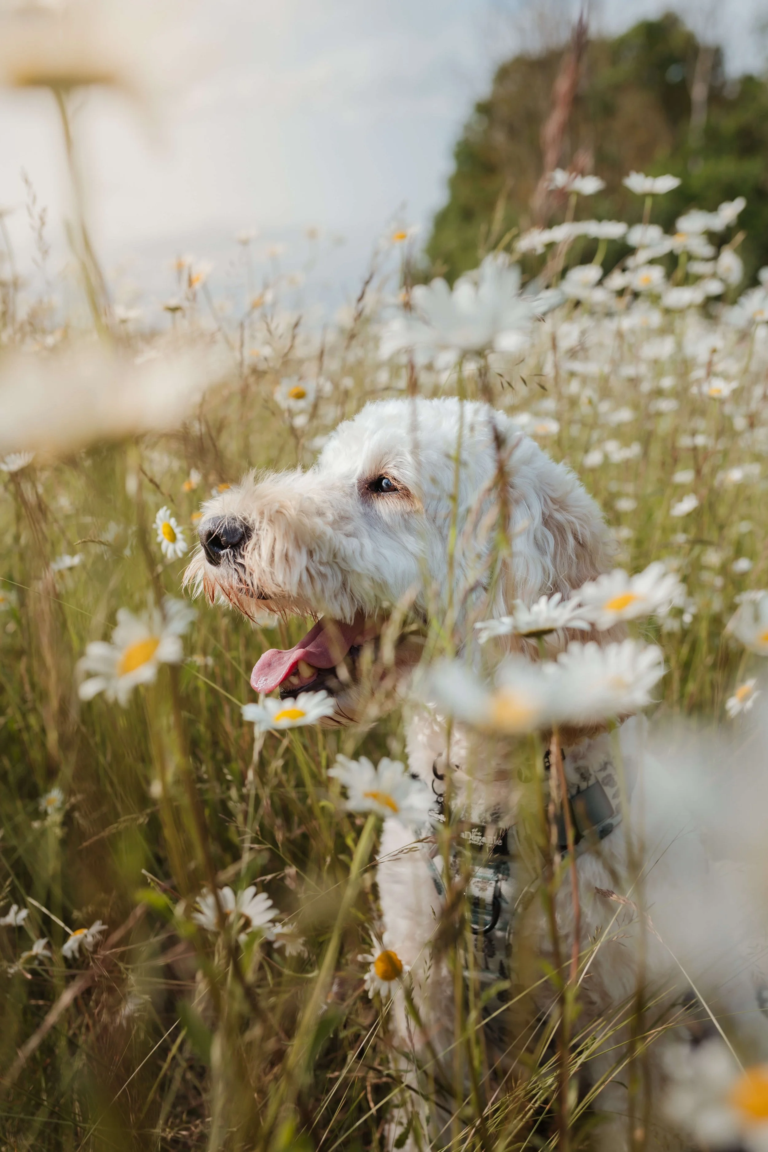 A white dog with a leash, standing amidst a field of white daisies with yellow centers, with some greenery and trees in the background.