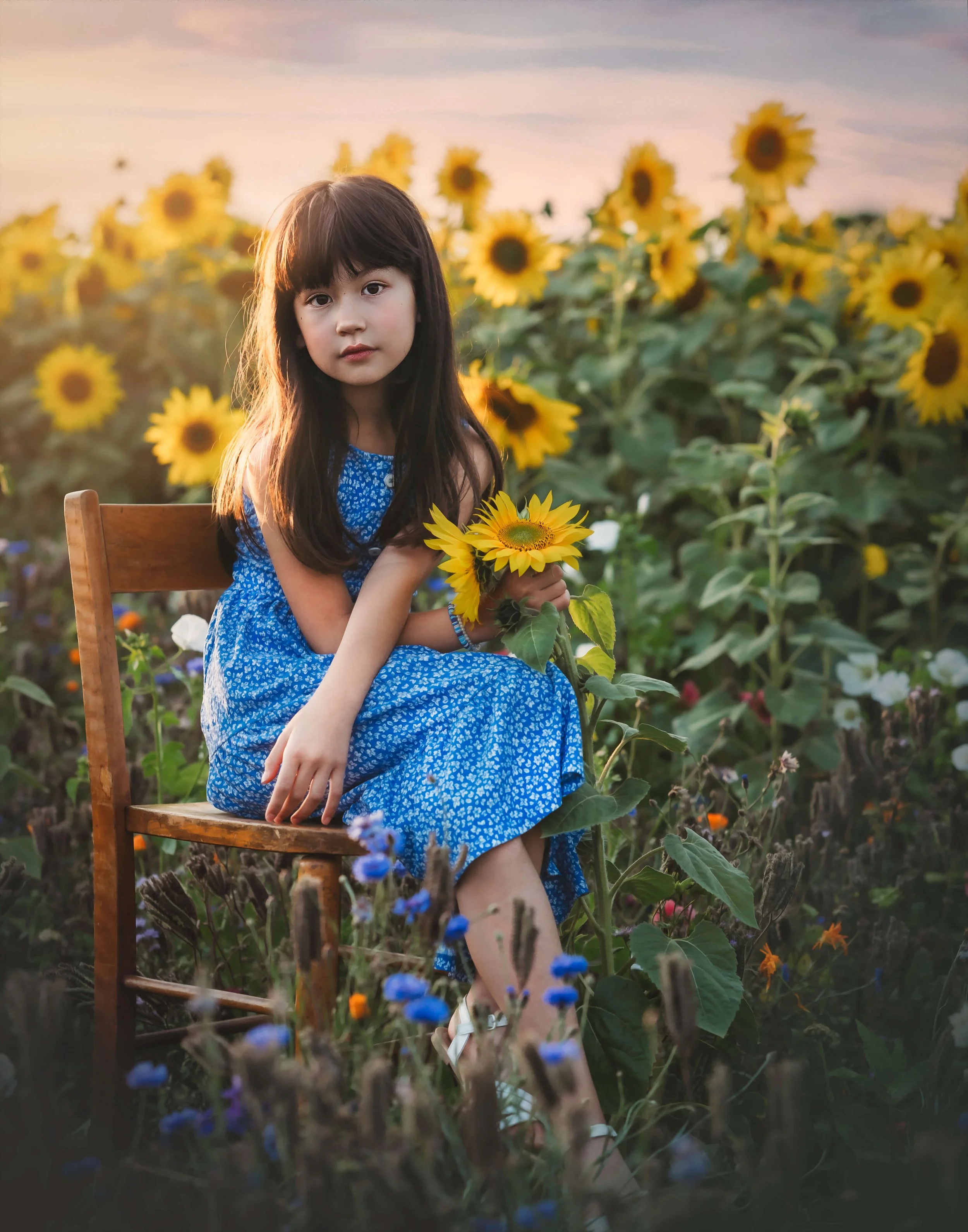 A young girl with long dark hair wearing a blue dress with white flowers, sitting on a wooden chair in a sunflower field during sunset, holding a sunflower in her hand.