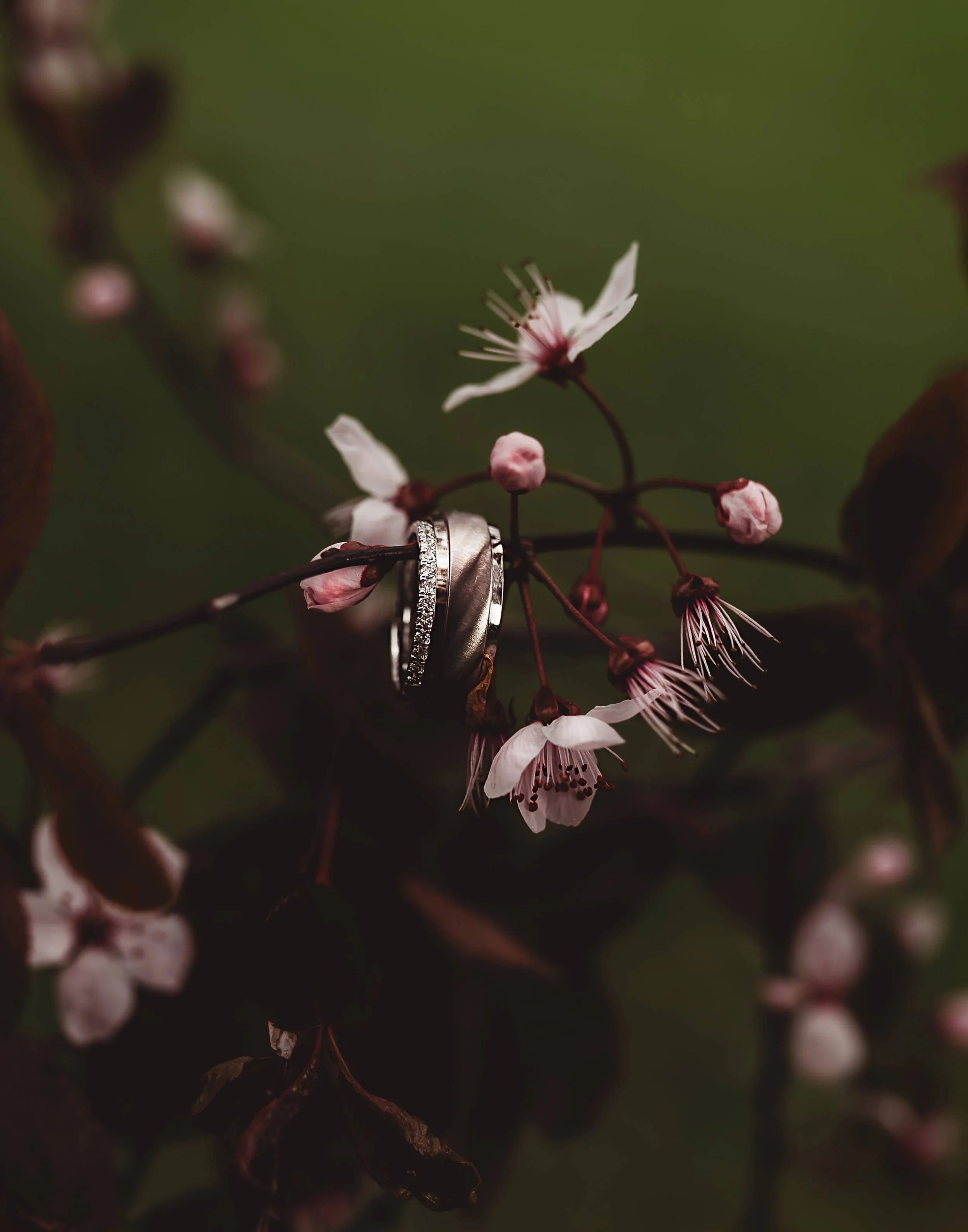 Bride and Grooms wedding rings placed artistically on a blossom tree 