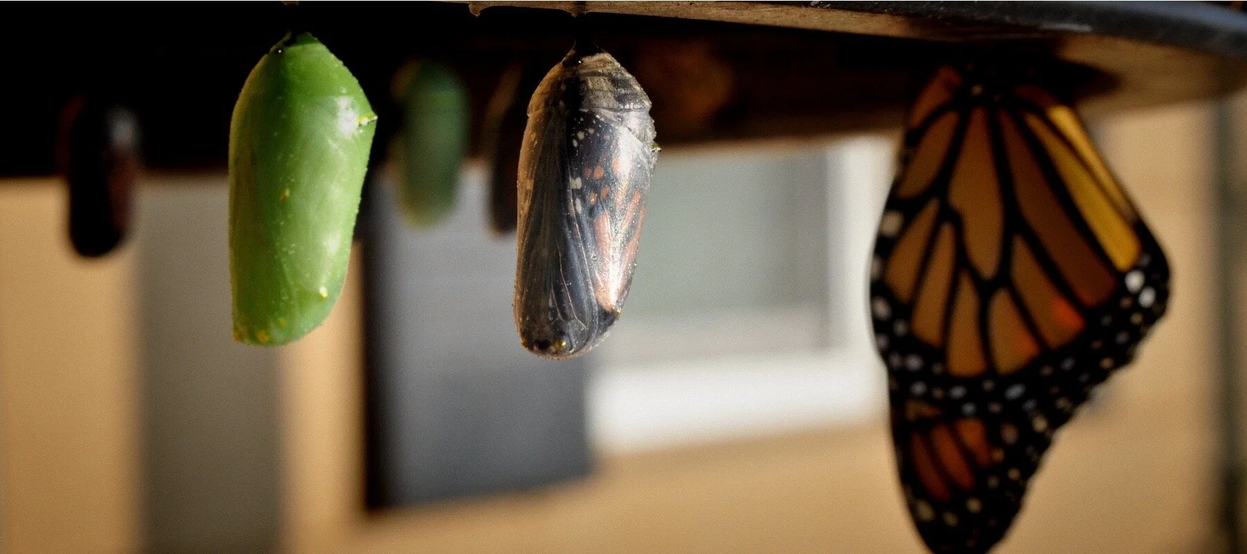 Aan de slag met persoonlijk meesterschap in de onderneming