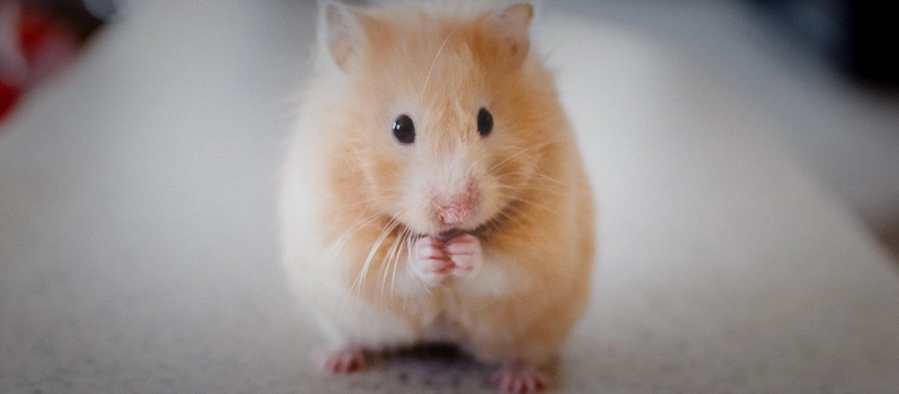 Wat de muis ons leerde over mentale modellen