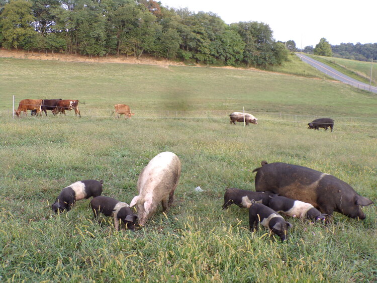 The Father Pig also like to hang out with the Mother and baby Piglets.