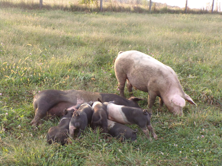 The Father Pig loves to eat grass all the time. Such a beautiful Picture of the complete Pig Family!