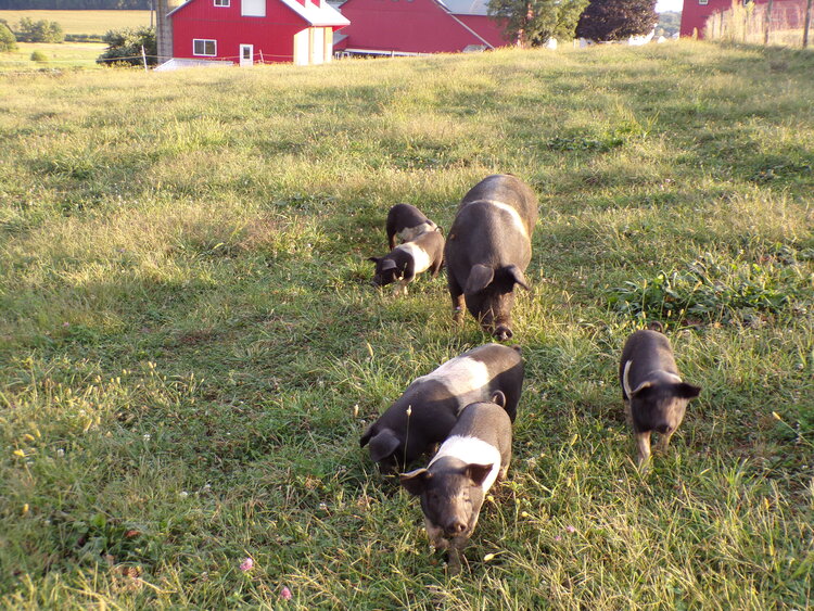 The Pigs are very tame, and they are walking towards me, and they are wondering what I want! “I just want to take pictures of you, Piglets.”