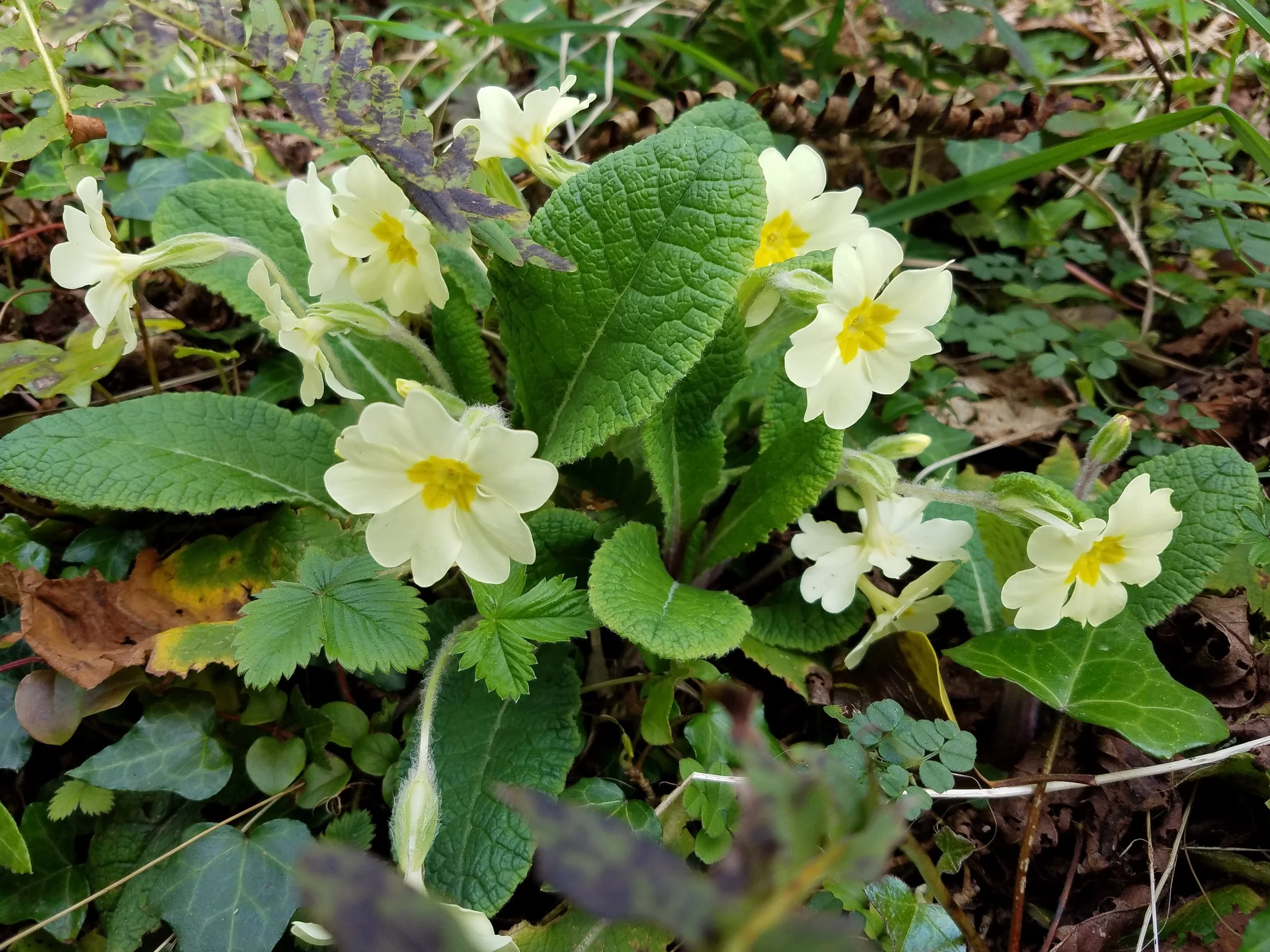 Primroses flowering atop a stone wall.