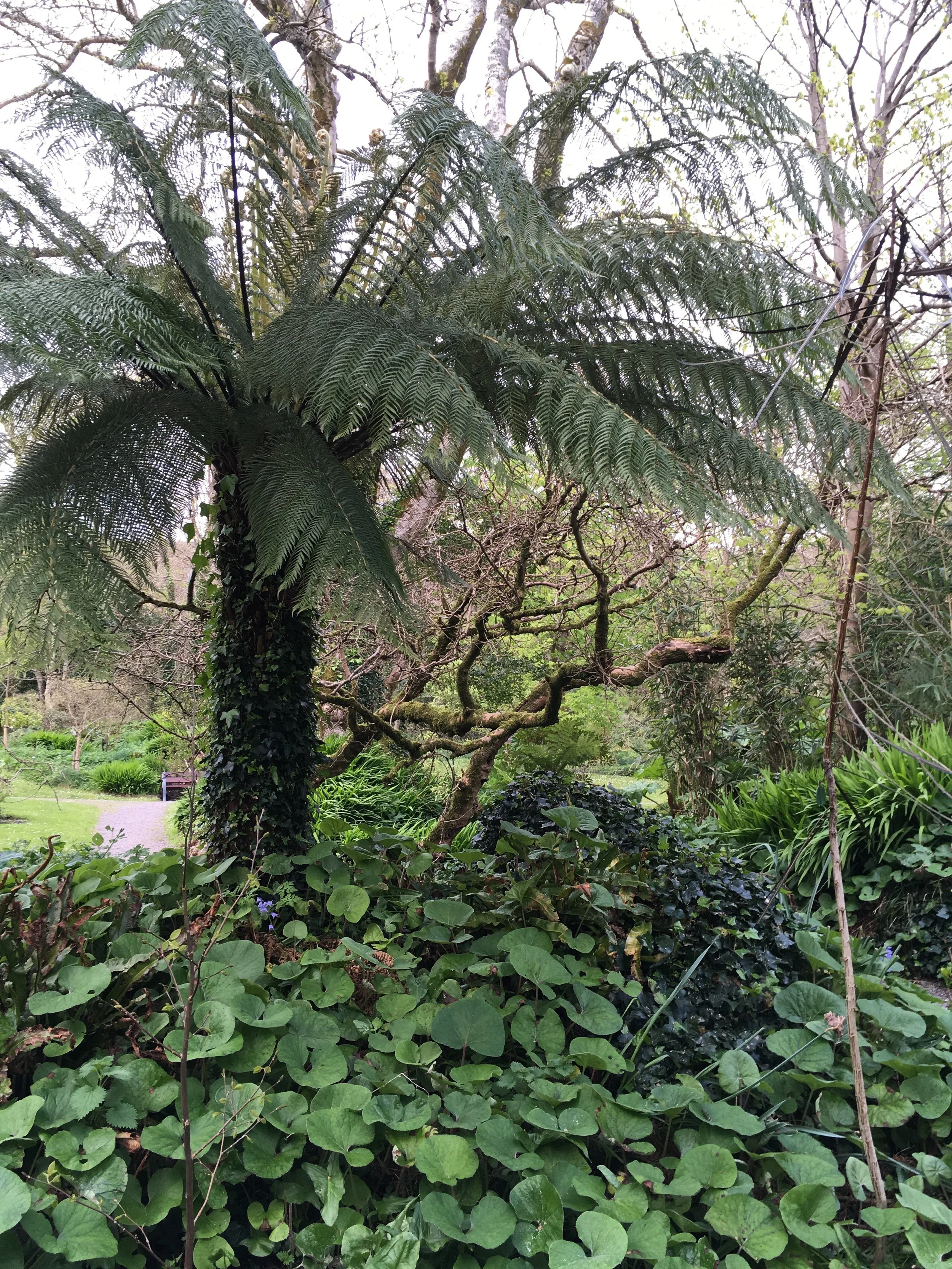 Tree fern in the Derrynane Gardens.