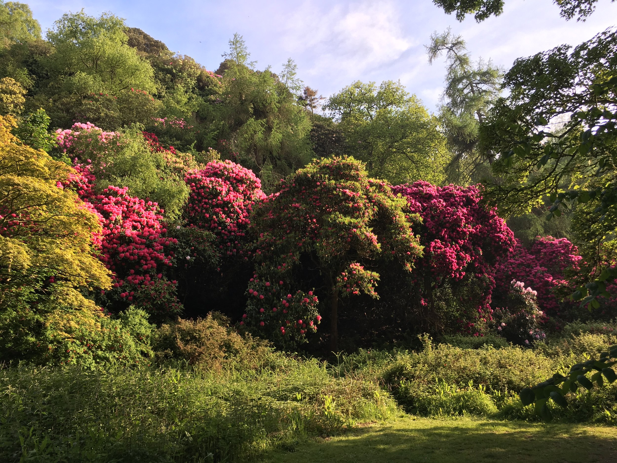 Rhododendron Forest